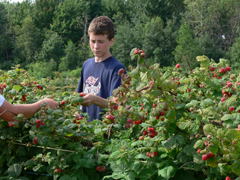 Auto-cueillette de framboises