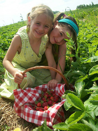 Auto cueillette de fraises Lotbini&egrave;re, St-Antoine de Tilly