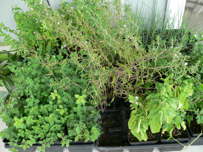 Fines Herbes de Nicolas